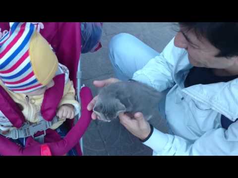 SHAHRUKH KHAN and his cat Kiyra. First day of acquaintance. Шахруххан и его кошка Кира.