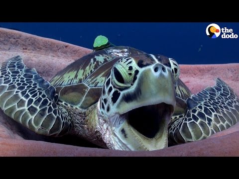 Sea Turtle Yawn is the CUTEST | The Dodo
