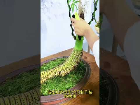 小伙紧靠异形竹子就年入百万