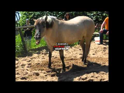 Apatsha , Reitbeteiligung | Thanks For 60 Subs