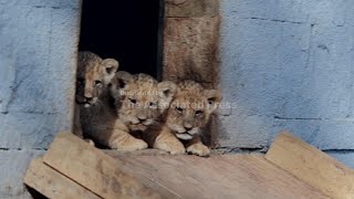 Lion and tiger cubs make their debut in Bulgarian zoo's baby boom