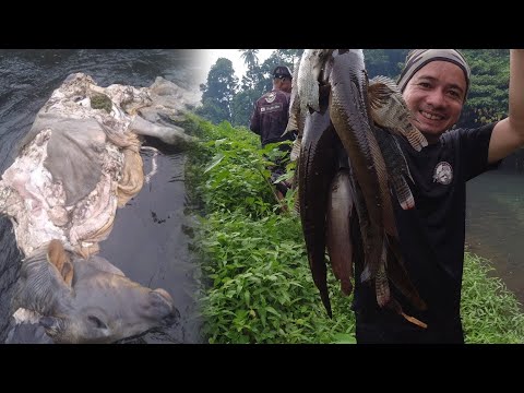 SE02EP95 Part 2 - KADA LUTANG may HULI ! NINAKAW at KINA**Y na BAKA NAKUHAAN ng VIDEO | SPC Lag