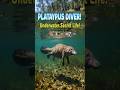 If Beavers And Ducks Mixed They Would Become Platypuses Platypus Duck Beaver Shortvideo Shorts