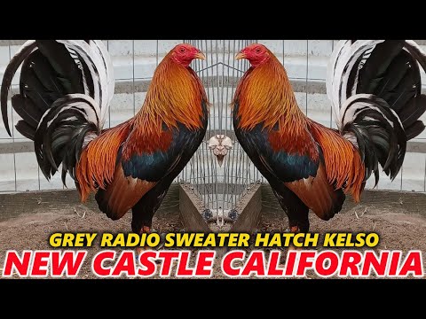 QUALITY !! New Castle Farm California Joe Brown Hatch Sweater Radio Roundhead Grey | Beautiful Birds
