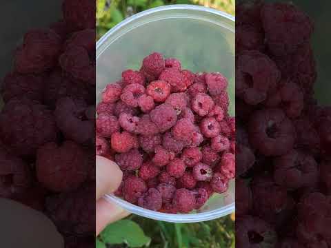 Август. Малина. Овес.