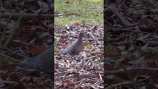 Linda Pomba Asa Branca atrás de galhos pro ninho! #aves #pássaros
