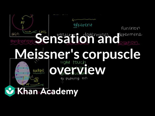 Vidéo Prononciation de corpuscle en Anglais