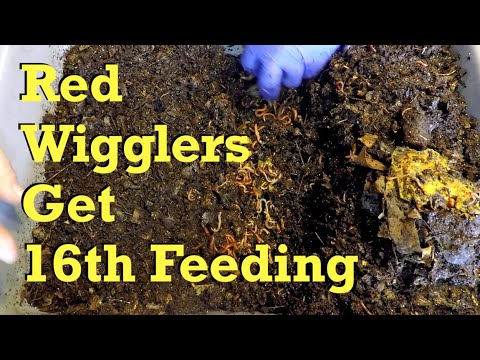 16th feeding for 132-day red wiggler worm bin - vermicompost