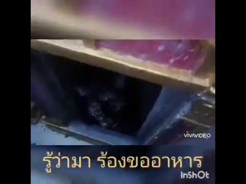 คลิกเพื่อดูคลิปวิดีโอ