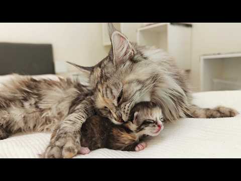 Freya Meets Her Grandkittens For the First Time!