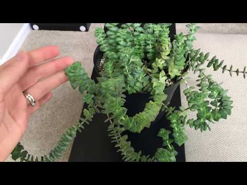 download lagu mp3 mp4 Crassula String Of Buttons Propagation, download lagu Crassula String Of Buttons Propagation gratis, unduh video klip Download Crassula String Of Buttons Propagation Mp3 dan Mp4 Viral Gratis