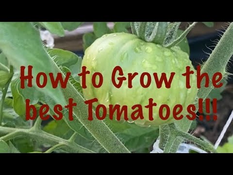 The Best way to grow Tomatoes! Disease and pest free tomatoes!!!