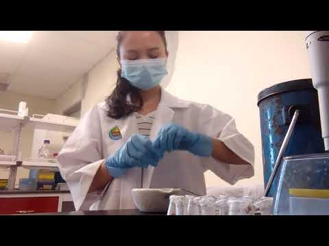 Part 1: Grinding plant roots under liquid nitrogen