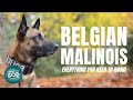 Belgian Malinois Dog Breed Guide | Dogs 101 - Belgian Malinois