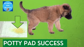 How To Be Successful Potty Training Your Puppy on Pads
