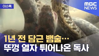 ;"1년-전-담근-뱀술…뚜껑-열자-튀어나온-독사"