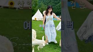 태백 해바라기 축제·산양·탄광·전망대까지 여름여행🌻