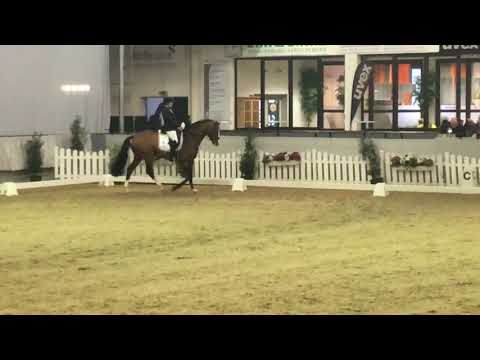 Sportprüfung Münster-Handorf: Zoom (Blue Hors Zack x Blue Hors Don Schufro)