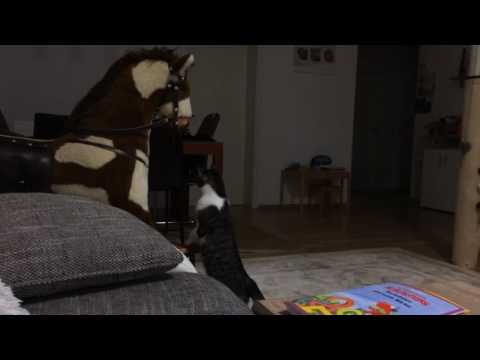 Wer gewinnt? Katze oder Schaukelpferd