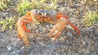 preview picture of video 'Migracion de los cangrejos Cuba (Crabs migration)'