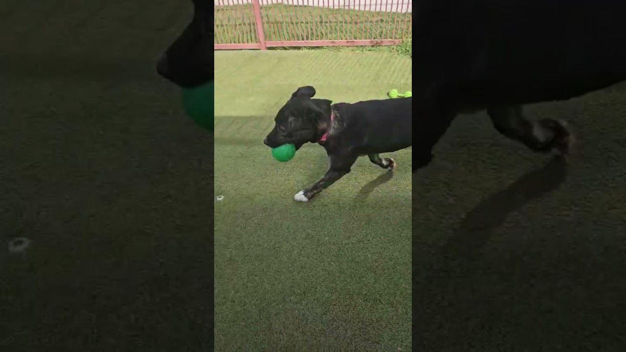 AUTUMN, a Adoptable mixed breed in Upland, CA video 6/6