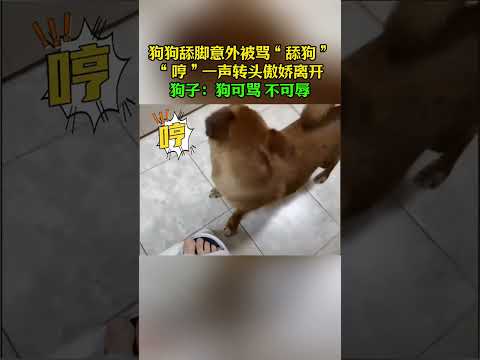 狗狗舔脚意外被骂&ldquo;舔狗&rdquo;，&ldquo;哼&rdquo;一声转头傲娇离开。狗子：狗可骂 不可辱#dog #宠物生活 #funny #animals #寵物 #萌宠