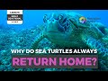 3 Minute Daily Devotional Pulled By Grace Return Like The Sea Turtle