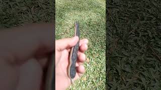 Download lagu Amazing Acacia Fruit mp3