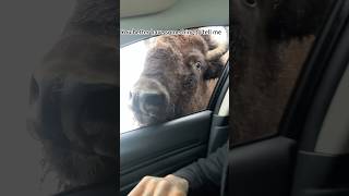 Friendly reminder: give this guy some space ⚠️#cow#fyp#foryoupage #foryou#tiktok