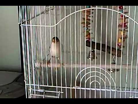 Irish Fancy Canary Singing