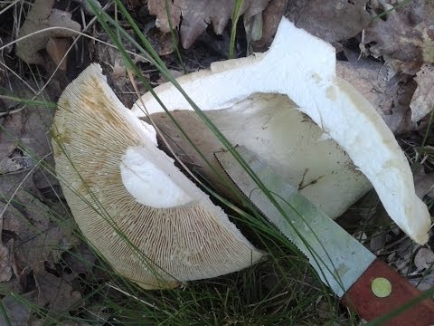 [Mushrooms]1. Lactarius Piperatus (Iutari (RO))