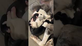 Great Dane Puppies Videos