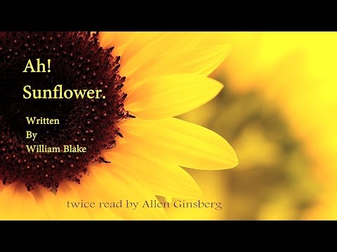 Ah! Sun-Flower by William Blake read 2x by Allan Ginsberg