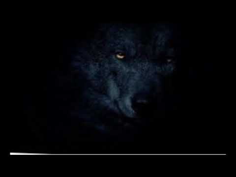 Gaubshnek & Akiëm   Wolves Freeze