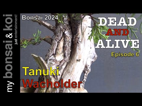 Bonsai 2024-43 - DEAD AND ALIVE - Episode 6 - Tanuki - Wacholder - der Halbmond - Part III