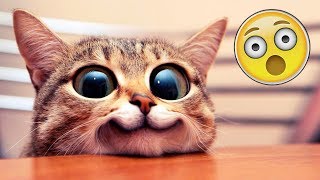 Я РЖАЛ ПОЛ ЧАСА | Приколы с Животными 2019 | Смешные Коты и Собаки