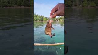 Download lagu SEPERTI MANCING DIATAS AQUARIUM mp3