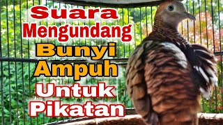 Download lagu Perkutut Lokal Gacor Suara Mengundang Bunyi Ampuh Untuk Pikatan mp3