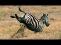 Young Cheetah S Close Call While Hunting BBC Earth