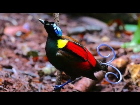 Bird-of-Paradise Wilson's (Cicinnurus respublica)