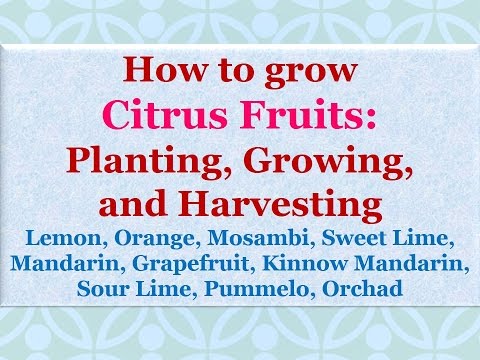 Handbook on citrus fruits cultivation and oil extraction