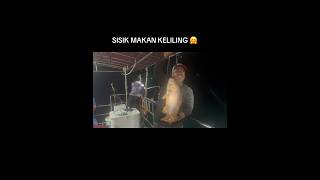 Download lagu Sisik Makan Keliling 🤗 mp3 Download lagu Sisik Makan Keliling 🤗 mp3