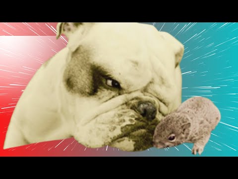 😹Cute Pets And Funny Animals Compilation #30