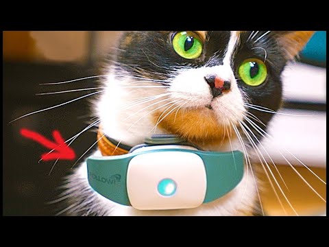 6 UŽITEČNÝCH GADGETŮ PRO KOČKY