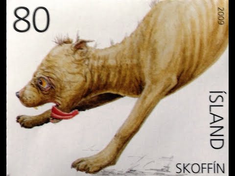 Cryptid Ratings: The Skoffín