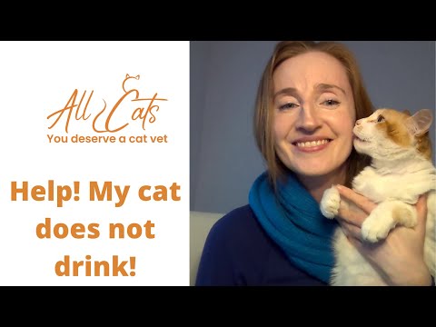 My cat doesn't drink, should I be worried?