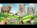 Wild Animal Sounds Sheep Lion Bear Horse Turtle Dog Cat Amazing Jungle Sounds