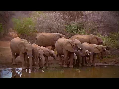 A Big Breeding Herd of Thirsty Elephants
