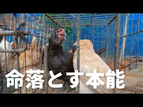 産卵鶏に最適な餌は何ですか?きっとあなたが思っているような人ではありません  庭園
