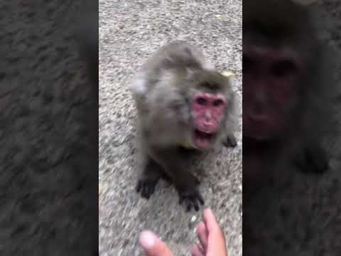 サルのトイレが明らかにしたもの